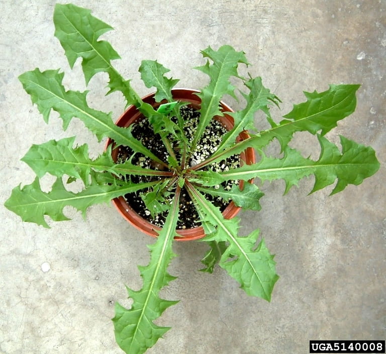 Dandelion Leaf