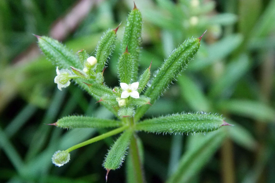 Cleavers