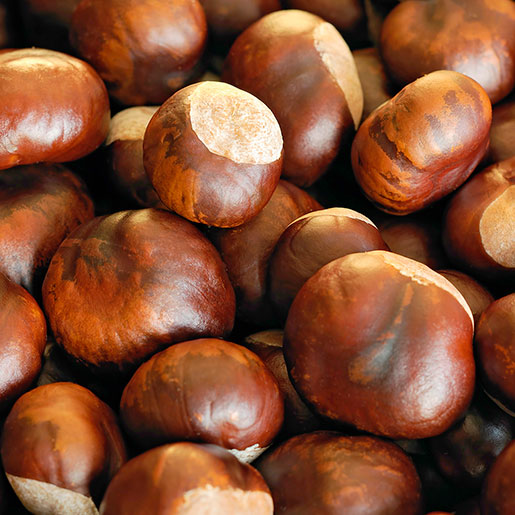 Chestnut Extract